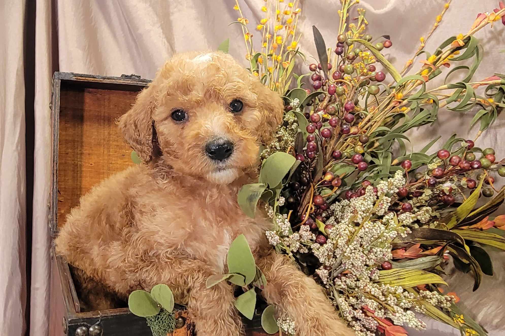 puppy, for, sale, Goldendoodle Mini F1B, Lana  Arnall, dog, breeder, Hartville, MO, dog-breeder, puppy-for-sale, forsale, nearby, find, puppyfind, locator, puppylocator, aca